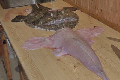 Mорской чёрт. Как разделать. Разделка.