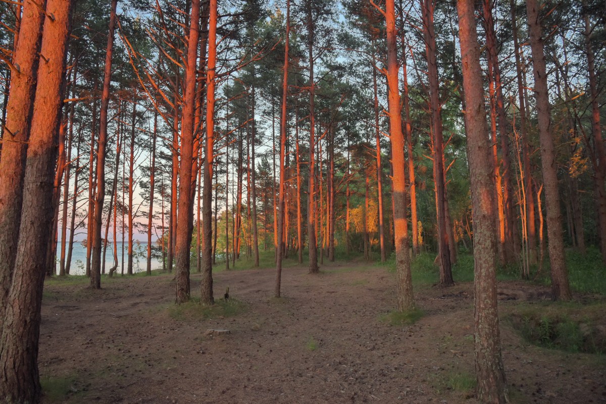Закат на берегу.  Пикник под Палдиски 2017.