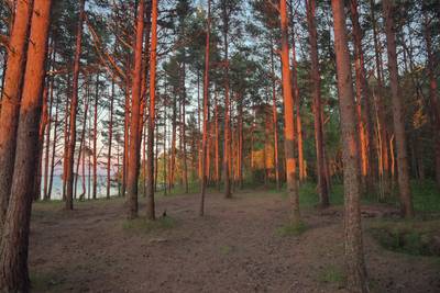 Пикник под Палдиски 2017