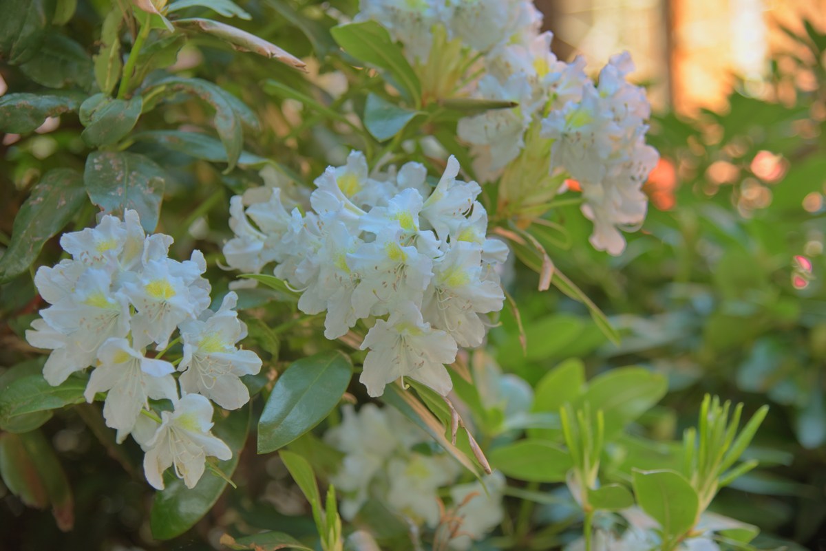 Куст цветёт. Cтокгольм, здание нобелевского комитета.