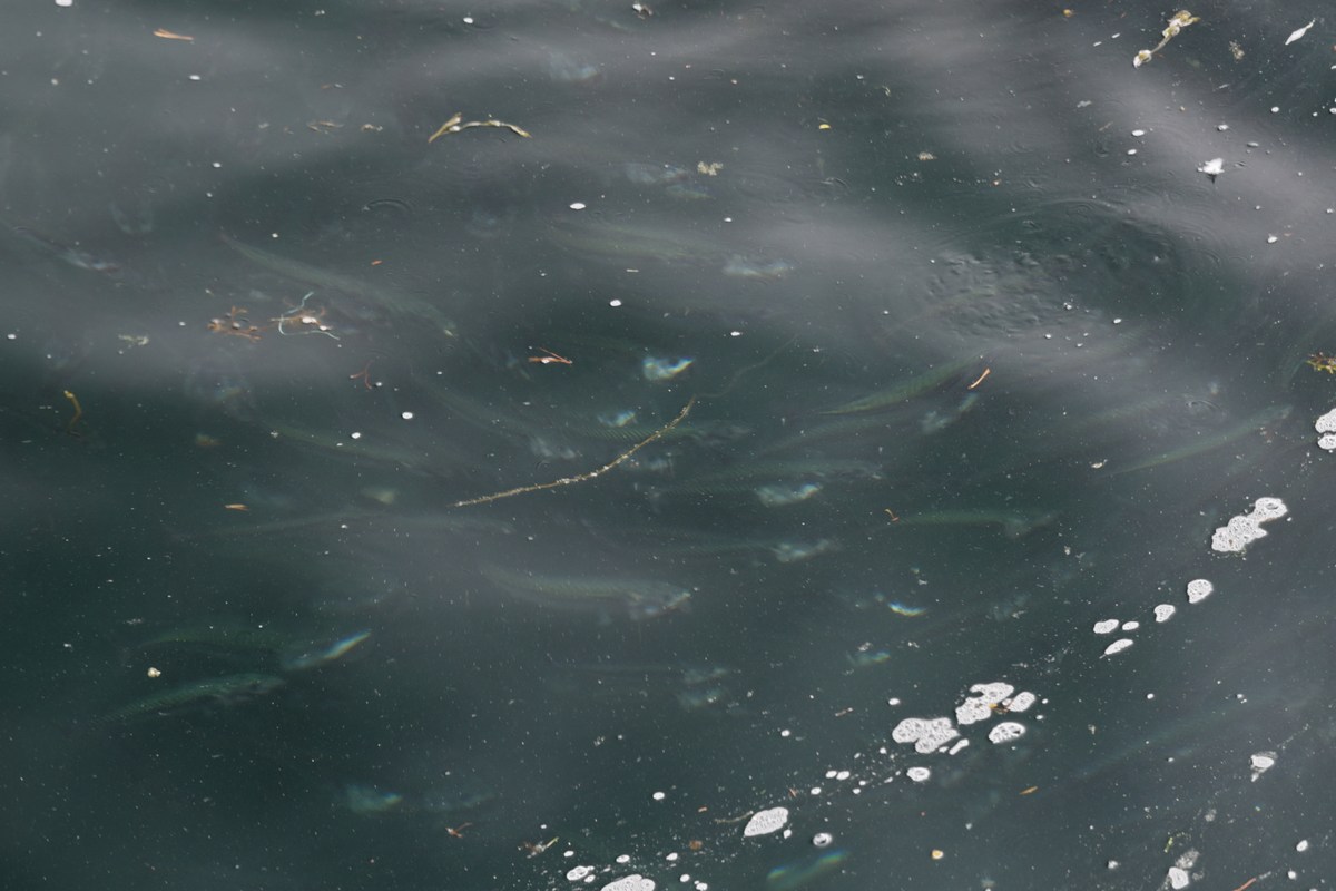 Рыбы в воде. Рыбалка в Норвегии.