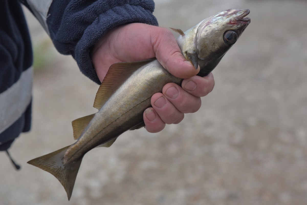 Улов в руке. Рыбалка в Норвегии.