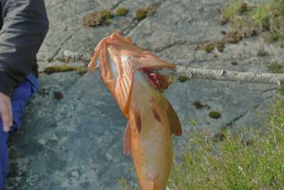 Золотая норвежская рыбка.