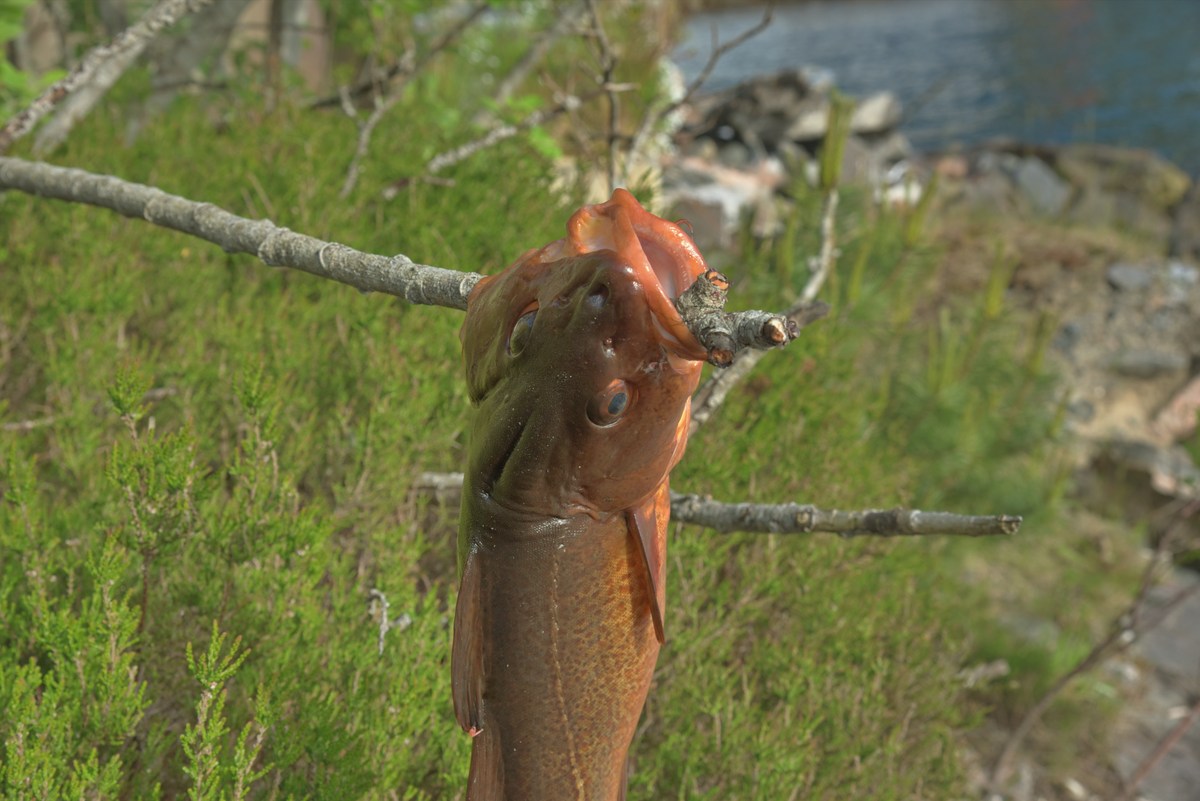  Золотая рыбка.