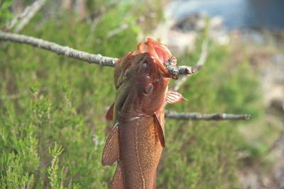 Золотая норвежская рыбка.