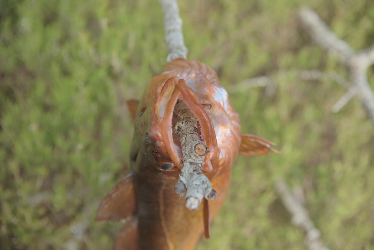  Золотая рыбка.