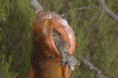 Золотая норвежская рыбка.