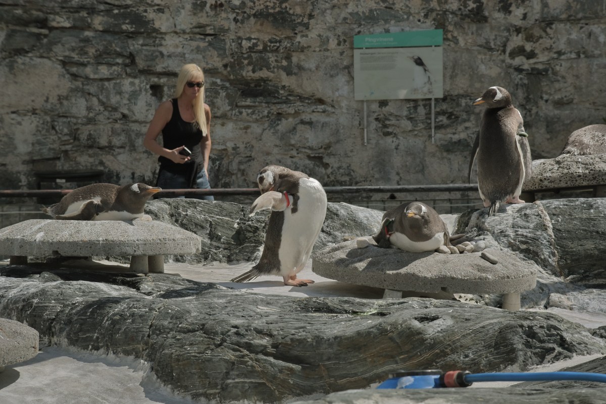 Пингвины. Океанариум Бергена.