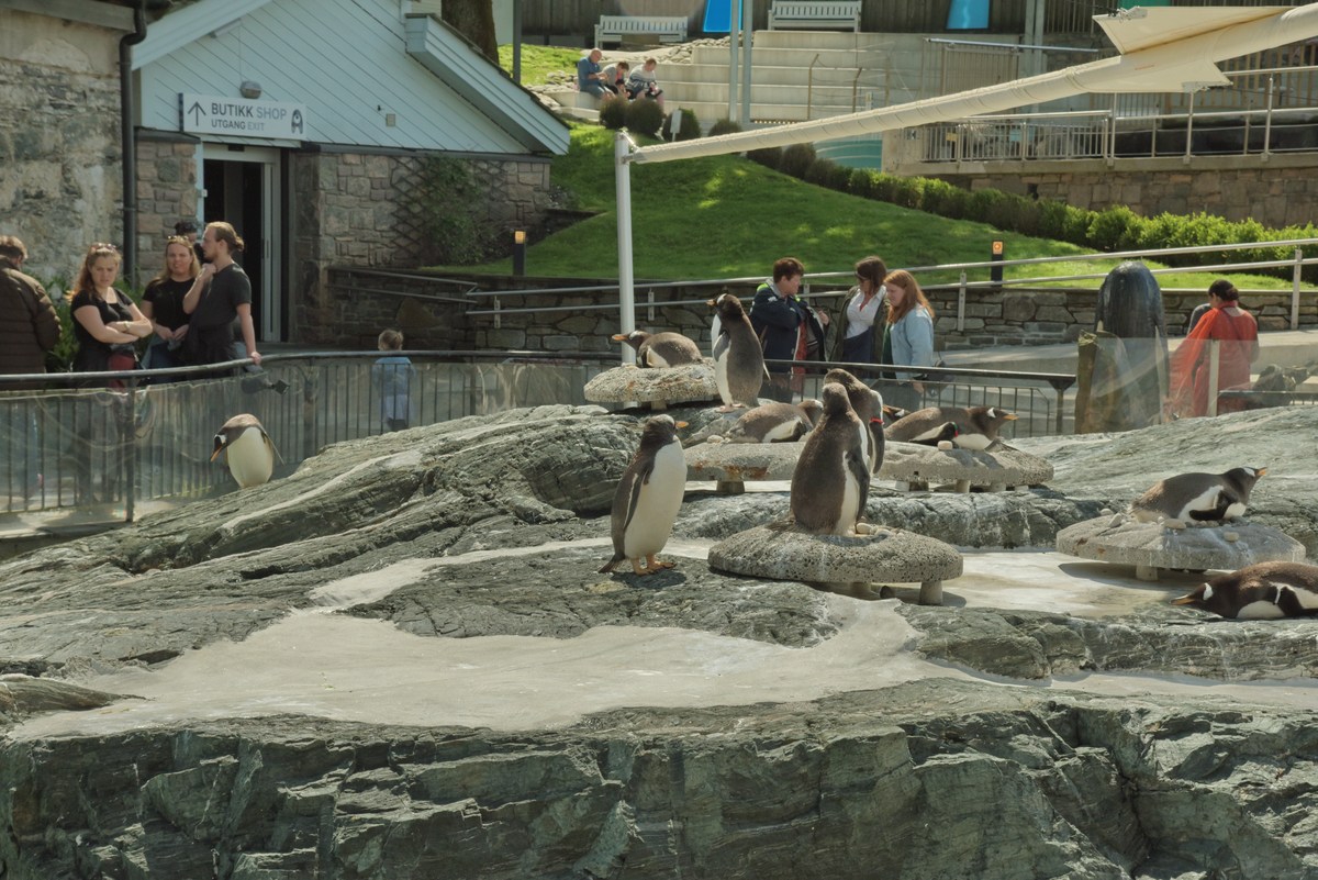 Пингвины. Океанариум Бергена.