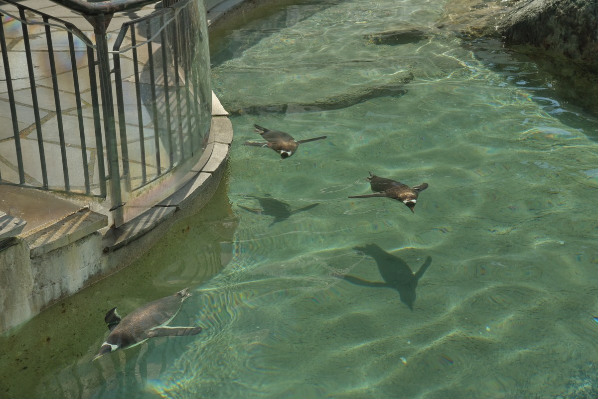 Пингвины. Океанариум Бергена.