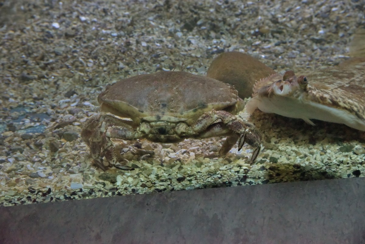  Океанариум Бергена.