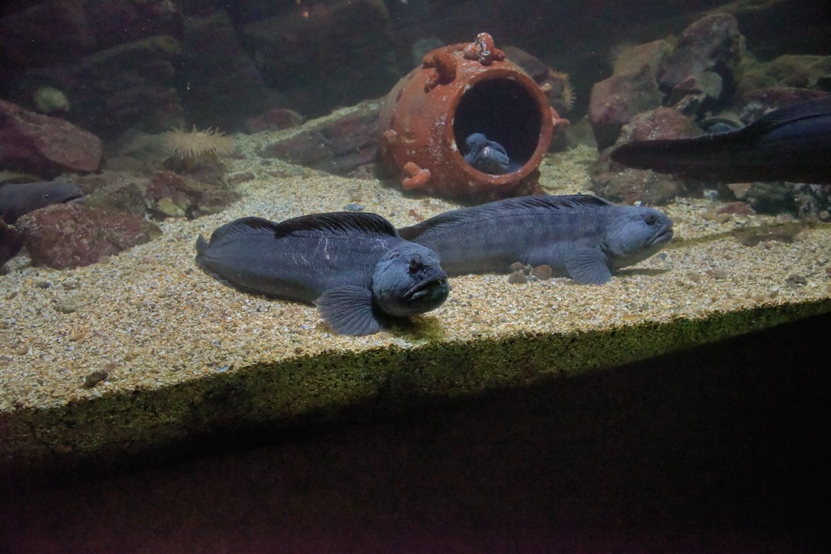  Океанариум Бергена.