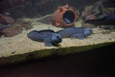 Океанариум Бергена