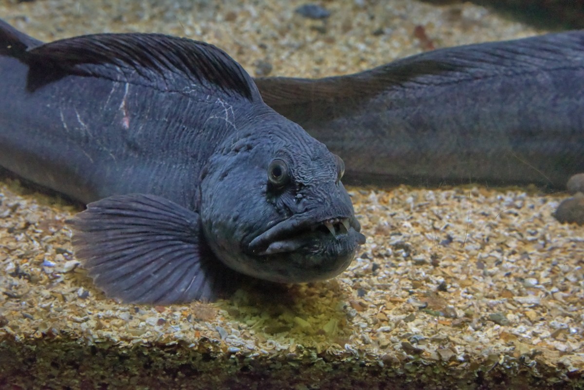  Океанариум Бергена.