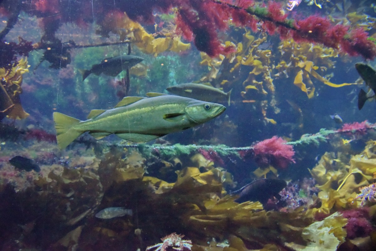  Океанариум Бергена.