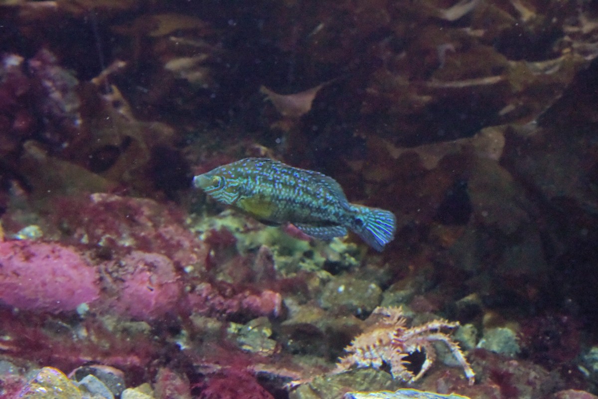  Океанариум Бергена.