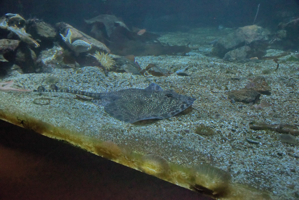  Океанариум Бергена.