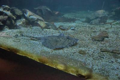 Океанариум Бергена