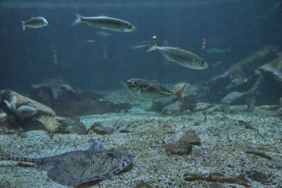 Океанариум Бергена