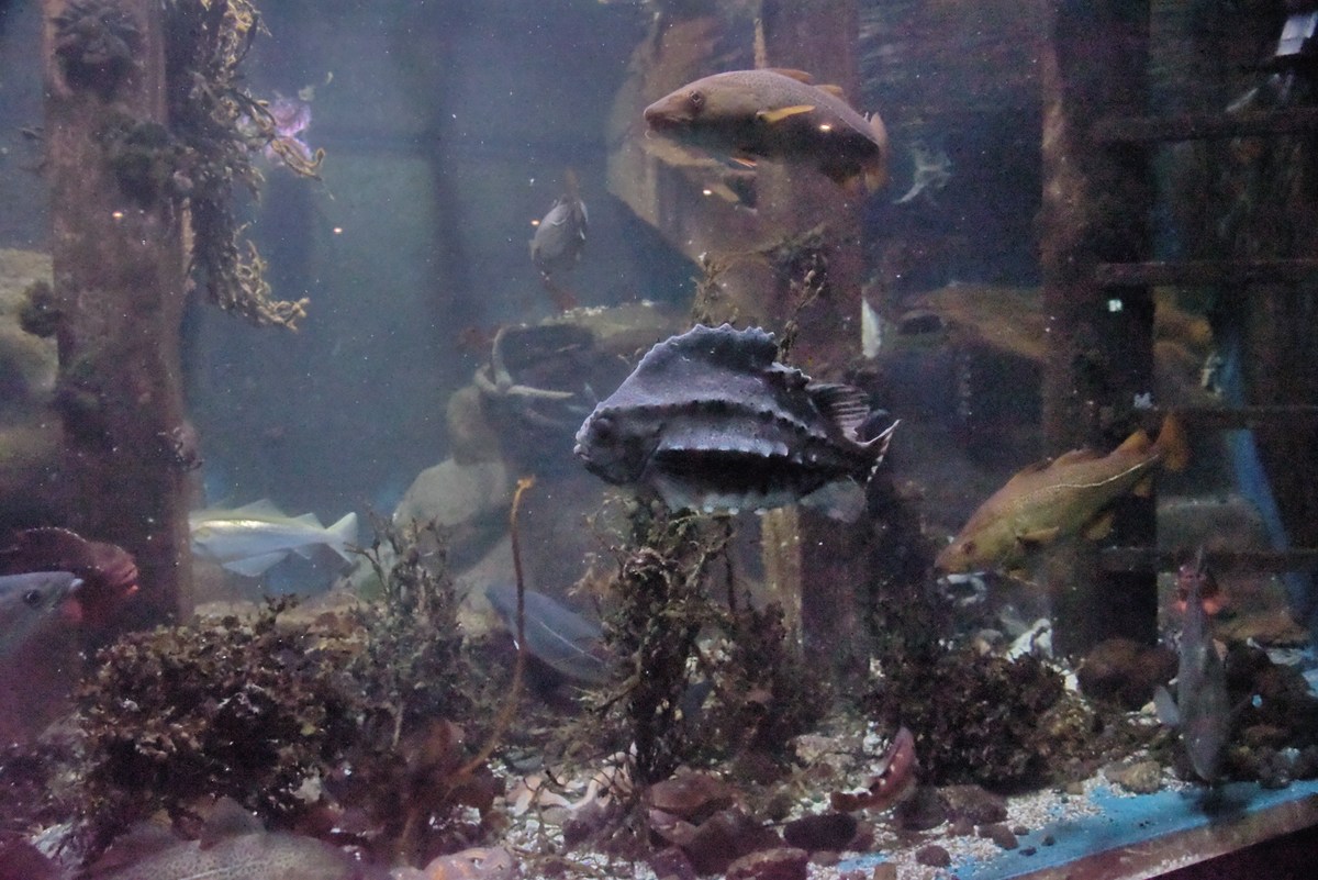  Океанариум Бергена, часть вторая.