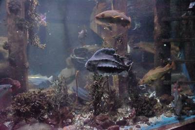 Океанариум Бергена, часть вторая