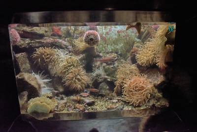 Океанариум Бергена, часть вторая