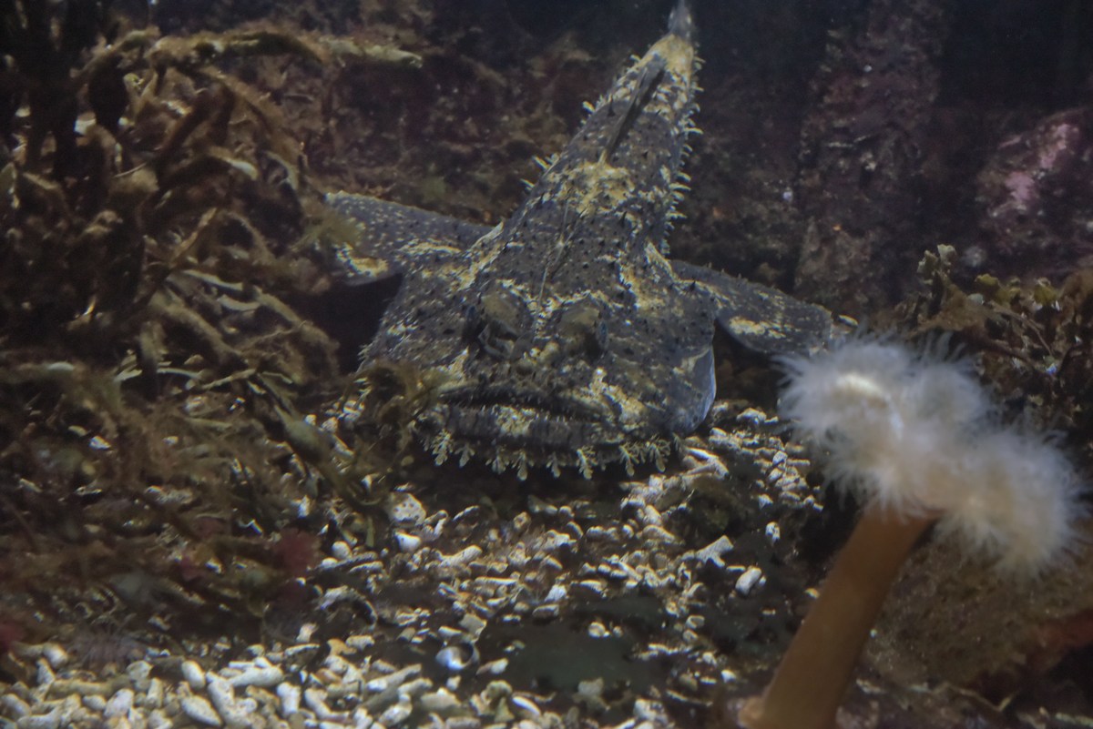 Морской чёрт. Океанариум Бергена, часть вторая.