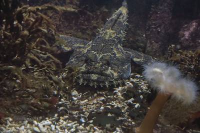 Океанариум Бергена, часть вторая