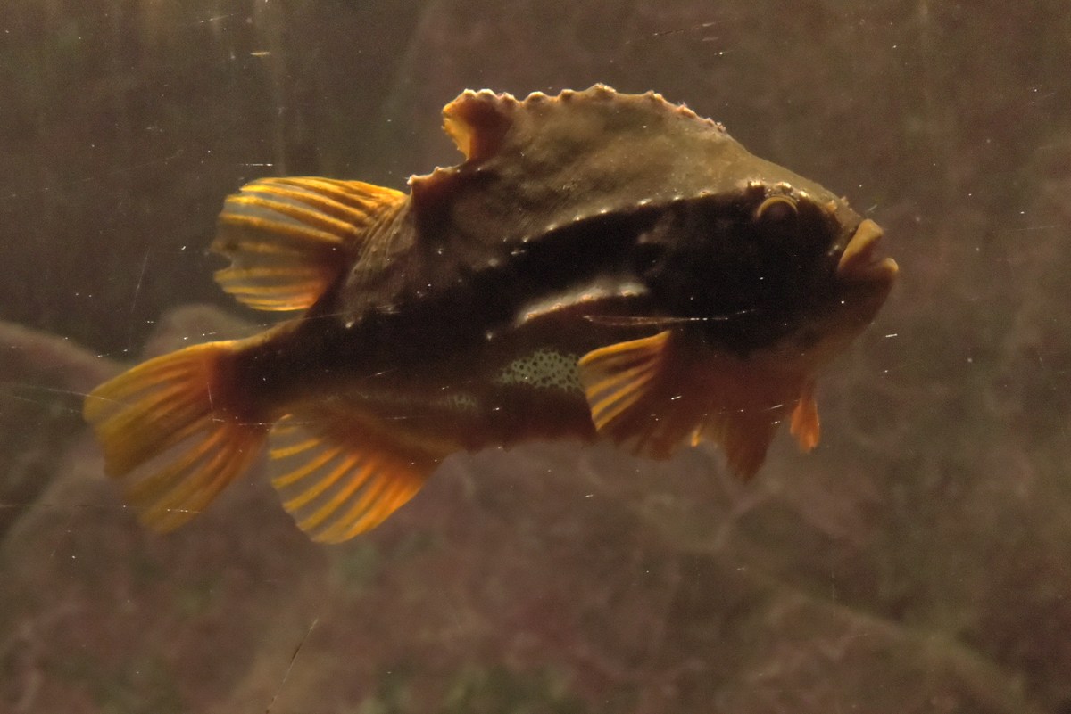 Рыбка. Океанариум Бергена, часть вторая.