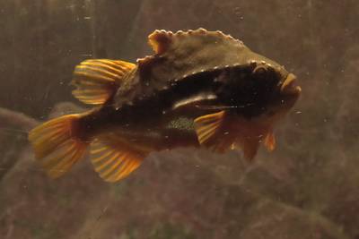 Океанариум Бергена, часть вторая