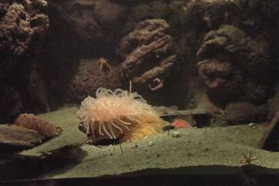 Океанариум Бергена, часть вторая