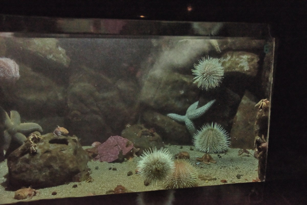  Океанариум Бергена, часть вторая.