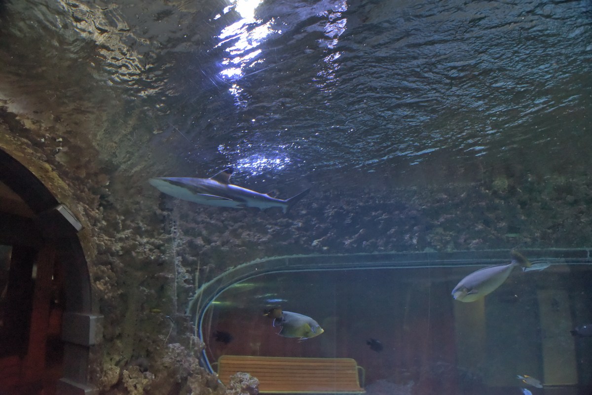 Акула. Океанариум Бергена, часть вторая.