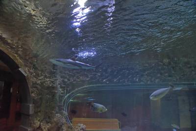 Океанариум Бергена, часть вторая