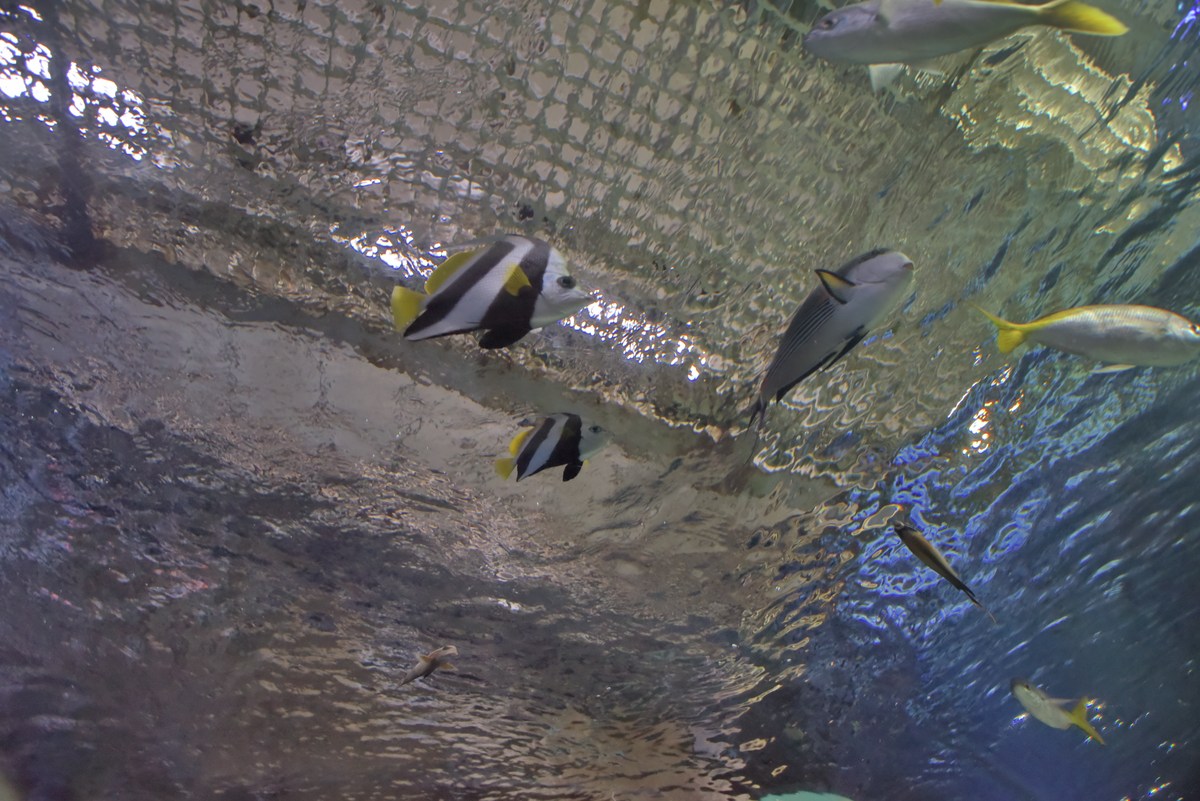  Океанариум Бергена, часть вторая.