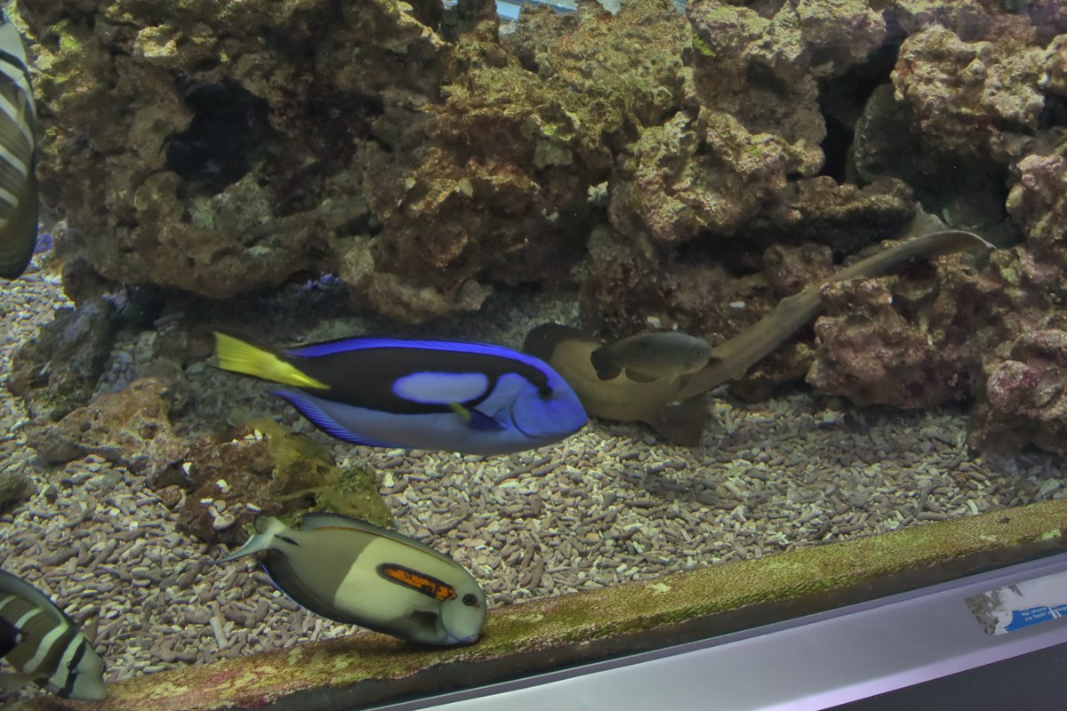  Океанариум Бергена, часть вторая.