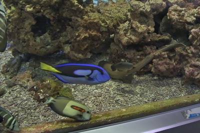 Океанариум Бергена, часть вторая