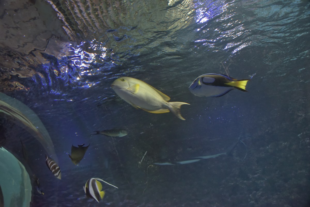  Океанариум Бергена, часть вторая.