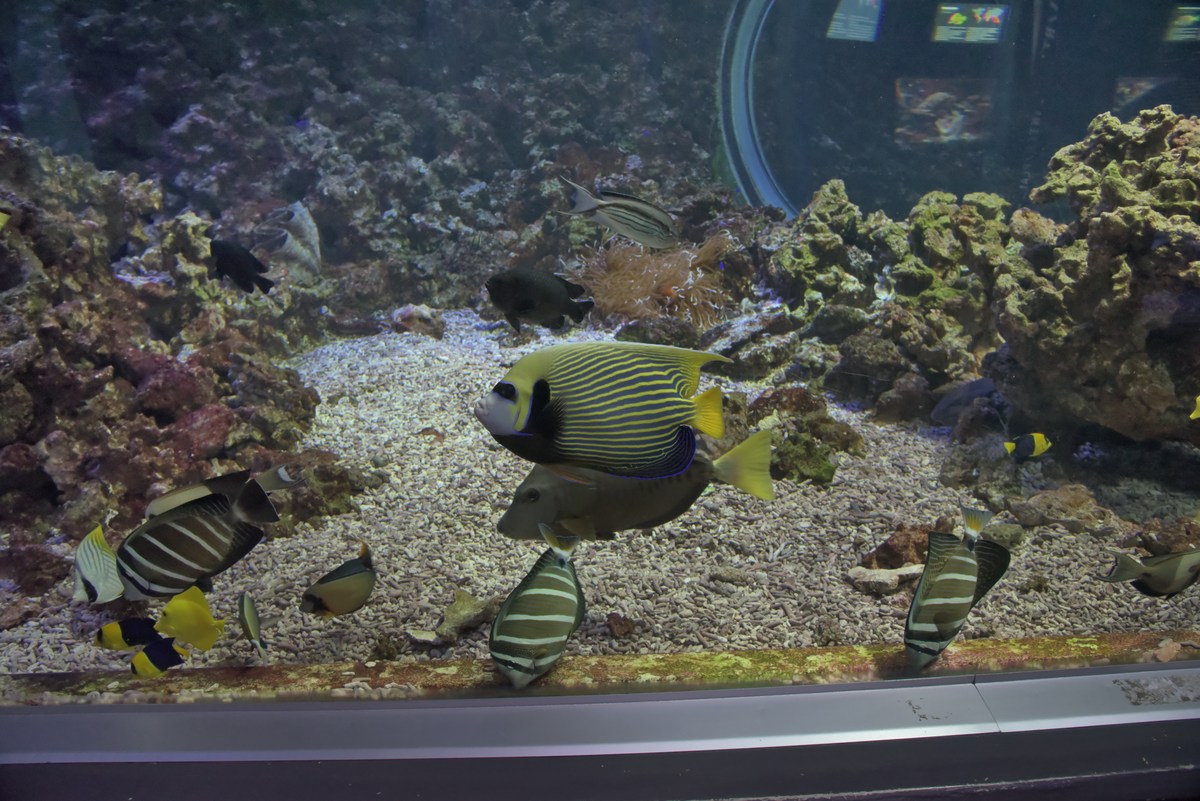  Океанариум Бергена, часть вторая.