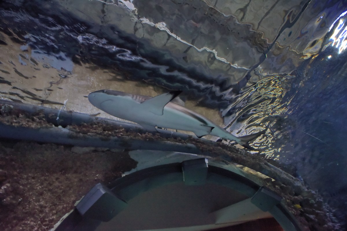 Акула. Океанариум Бергена, часть вторая.