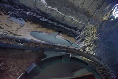 Океанариум Бергена, часть вторая