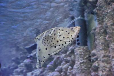 Океанариум Бергена, часть вторая