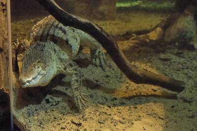 Океанариум Бергена, часть вторая