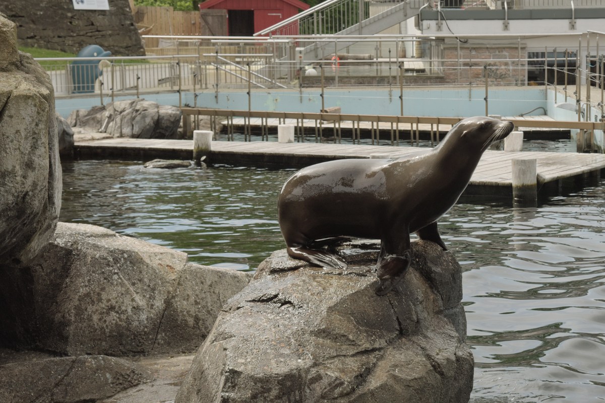  Океанариум Бергена, часть вторая.