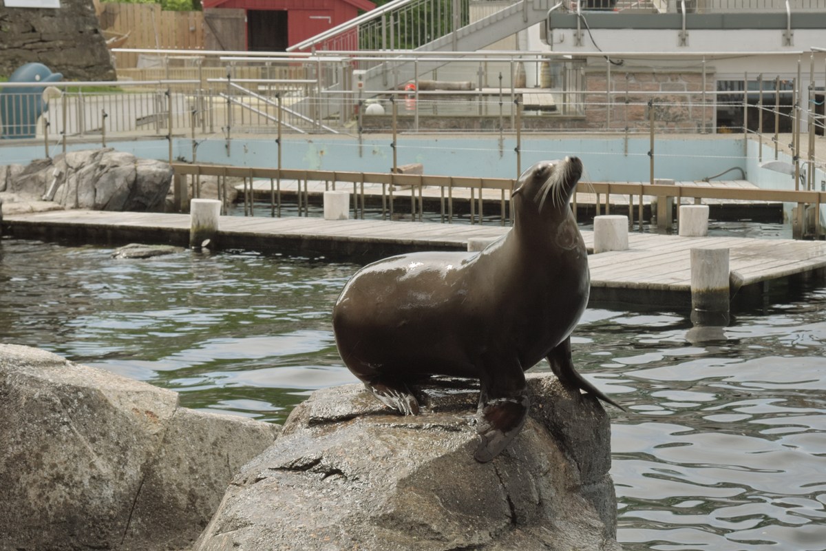  Океанариум Бергена, часть вторая.