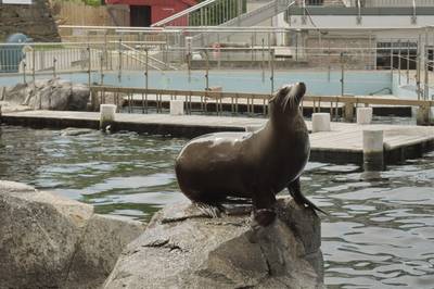 Океанариум Бергена, часть вторая