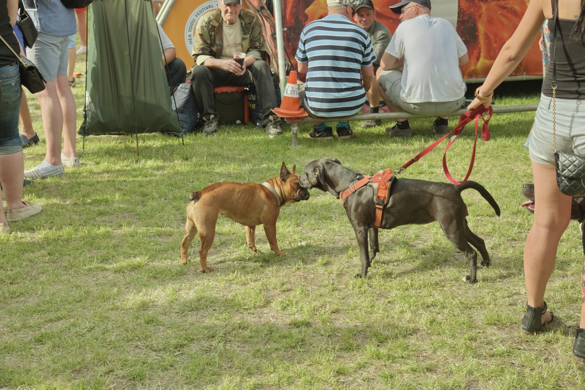 А некоторые посетители пришли с собаками.  Pärnu Grillfest 2017. Грильфест в городе Пярну 2017.