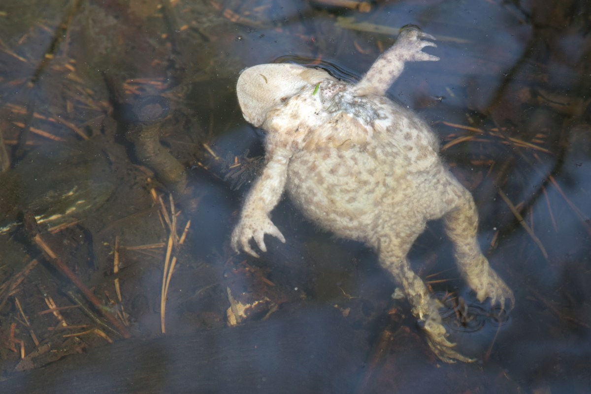  Утопленник из властелина колец.