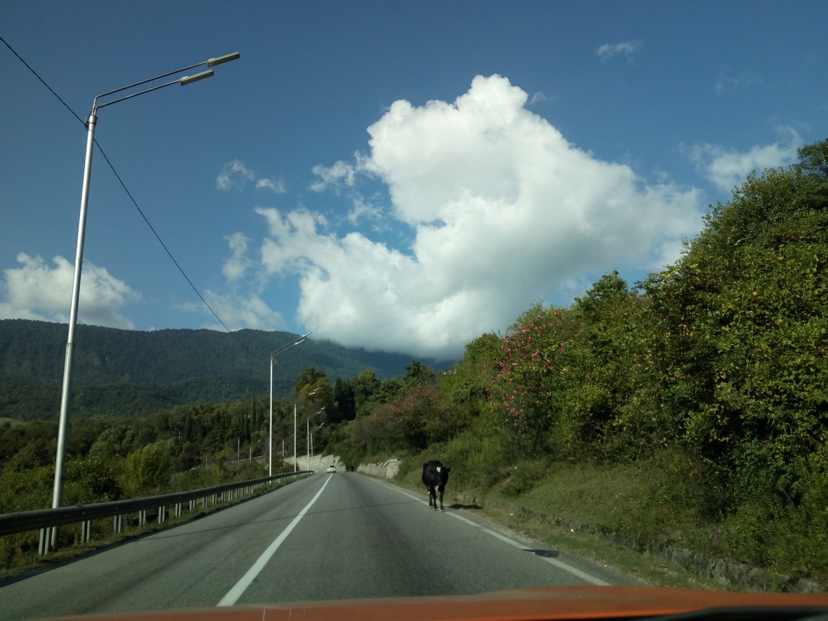  Абхазия - вид из окна машины.