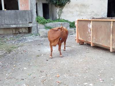 Во дворах города Агудзера.  Абхазия.